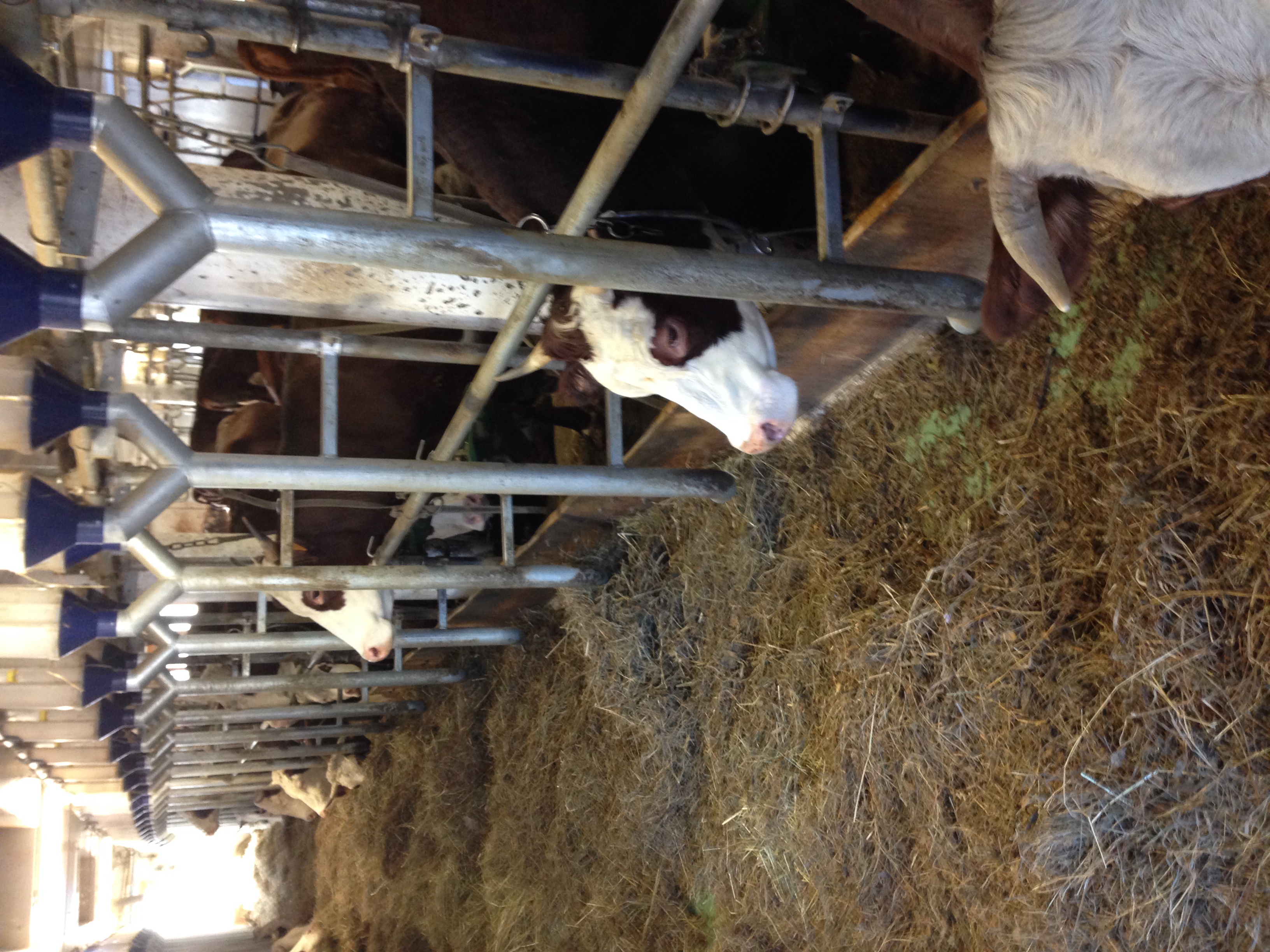 La Ferme de Joseph. Courses à l’abondance