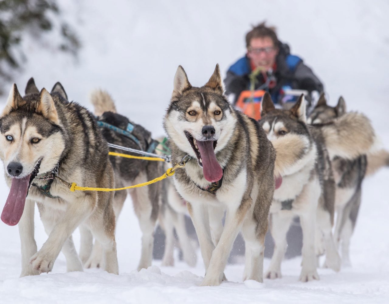 Grande Odyssée Savoie Mont-Blanc 2020. (Tou)Tout Schuss !!