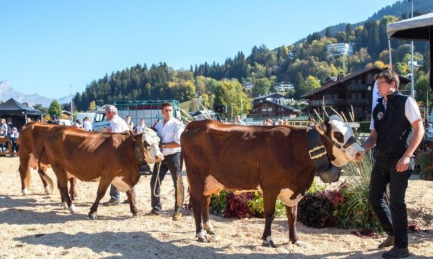 Megève. Les vaches et les génisses Abondance sur le tapis rouge