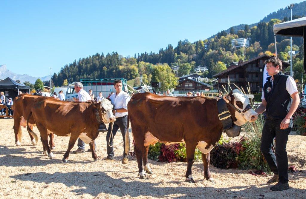 Megève. Les vaches et les génisses Abondance sur le tapis rouge