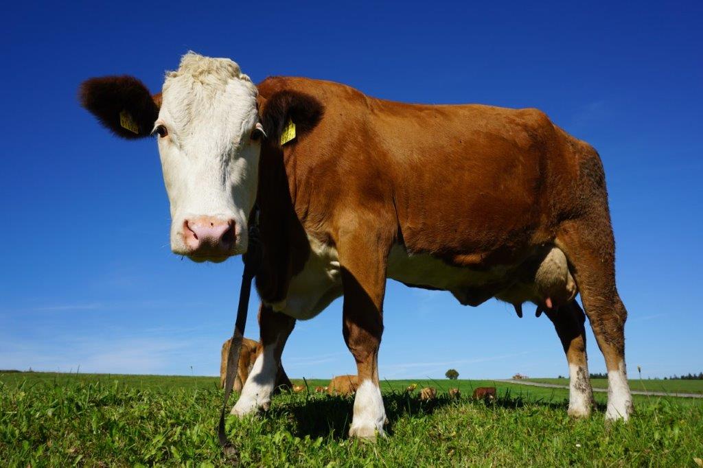 Haute-Savoie. Une pétition pour sauver 220 vaches laitières de l’abattage